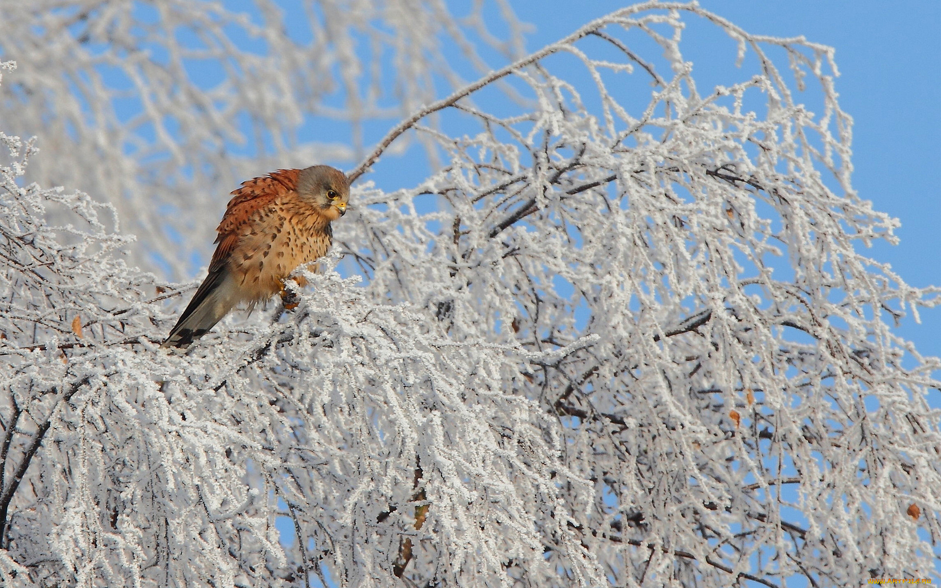 , , , kestrel, , , , , , , 